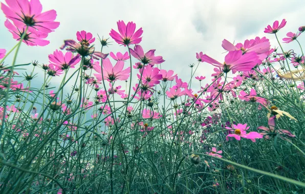 Картинка поле, лето, цветы, summer, розовые, field, pink, flowers