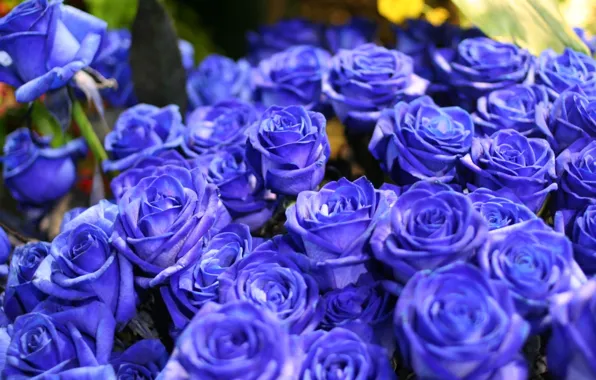 Картинка цветок, цветы, природа, розы, букет, голубые, синие, голубые розы