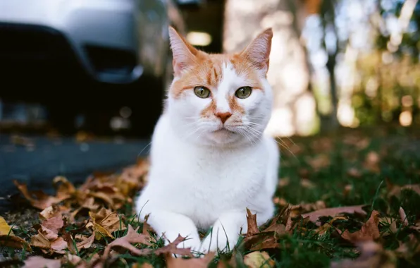 Кот, взгляд, котяра