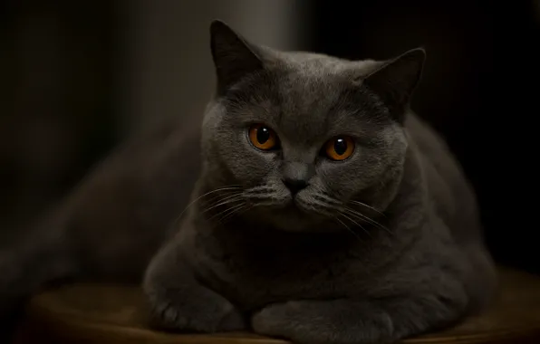 Кот, взгляд, портрет, красавец
