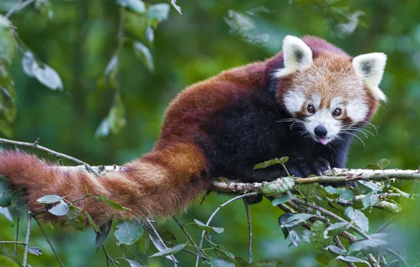 Ветка, мордочка, хвост, красная панда, firefox