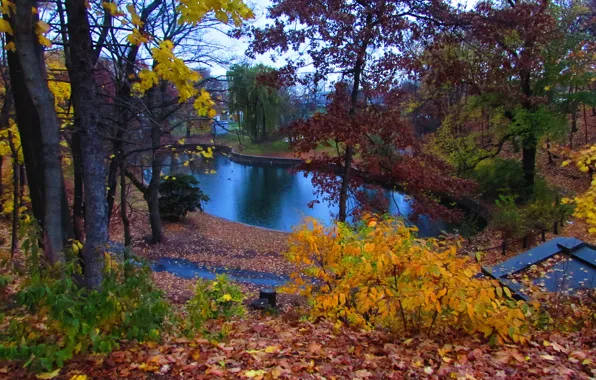 Картинка Осень, Деревья, Пруд, Nature, Fall, Листва, Autumn, Colors