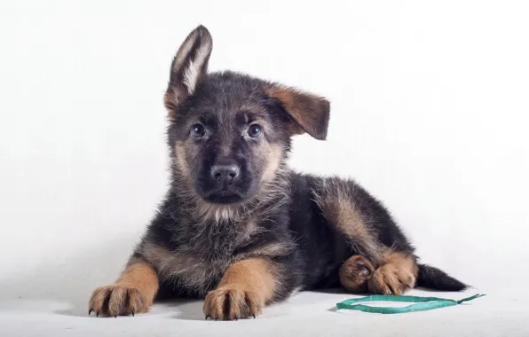 Картинка щенок, уши, забавный, немецкая овчарка