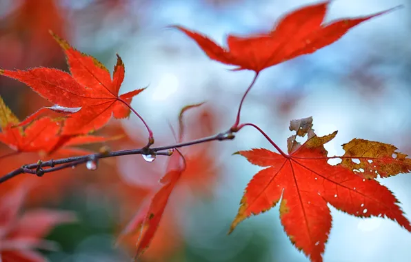 Осень, листья, капли, блики, ветка, красные, клен