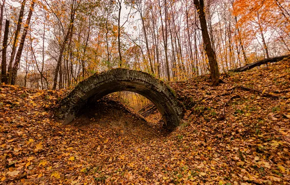 Forest, bridge, autumn, leaves