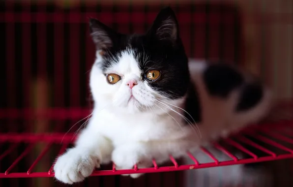 Кошка, глаза, котенок, фон, черно-белый, портрет, желтые, решетка