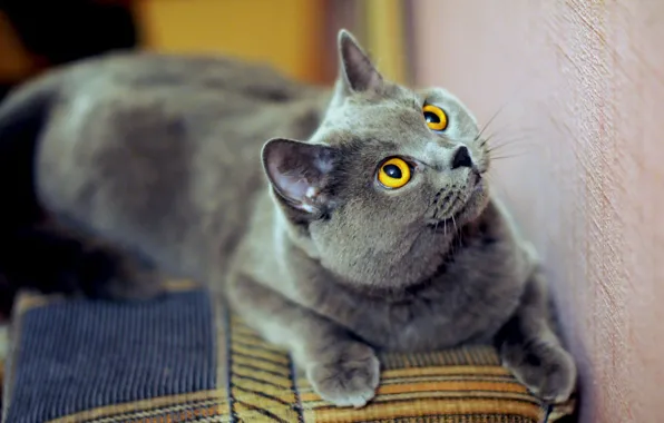 Кошка, кот, взгляд, поза, серый, диван, стена, лежит