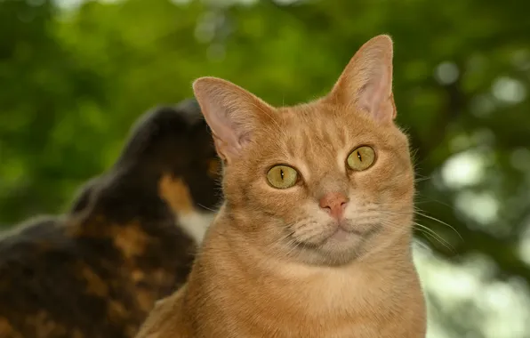 Зелень, кошка, кот, взгляд, кошки, природа, поза, коты