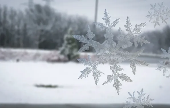 Зима, иней, поле, лес, стекло, макро, снег, снежинки