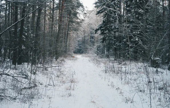 Лес, снег, атмосфера, Зимний