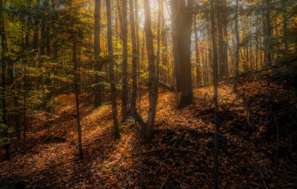 Картинка фото, Природа, Осень, Деревья, Лес, Листья, Канада, Copeland forest near Barrie