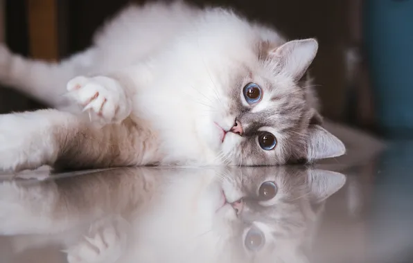 Кошка, кот, взгляд, поза, мордашка