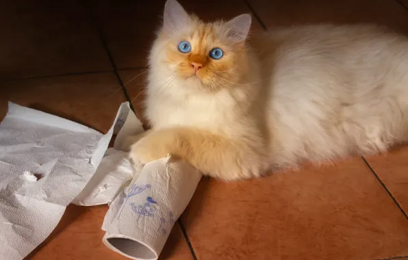 Кошка, кот, взгляд, поза, пушистый, рыжий, пол, лежит