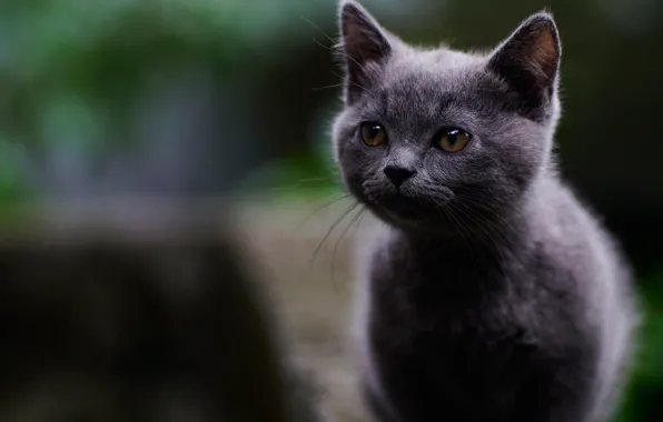 Картинка милая, мордочка, котёнок