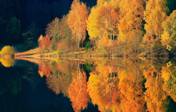 Картинка осень, лес, отражения, деревья, природа, река, краски