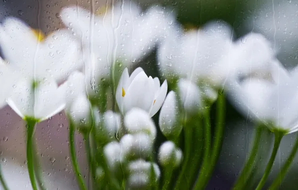 Стекло, капли, цветы, дождь, размытие, весна, белые, блюр