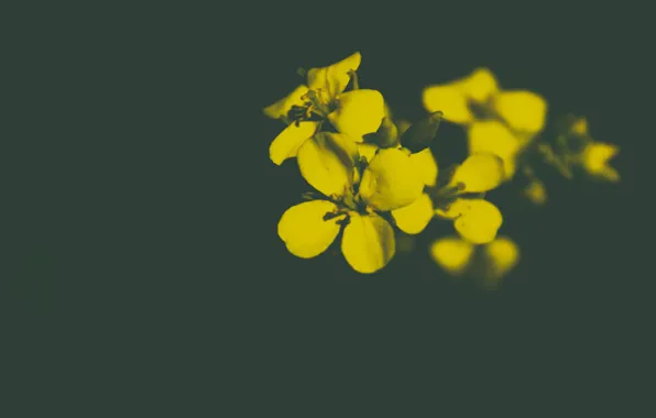 Цветы, темный фон, размытый фон