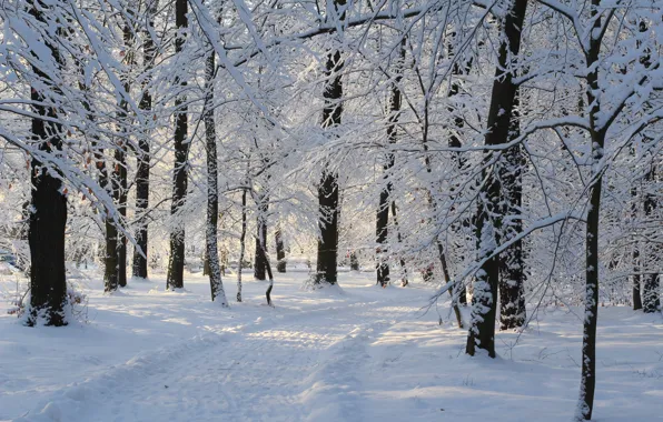 Зима, Снег, Парк, Дорожка, Winter, Park, Snow, Trees