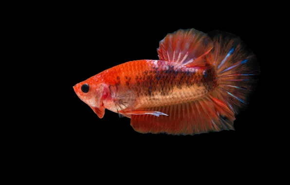 Red, fish, betta