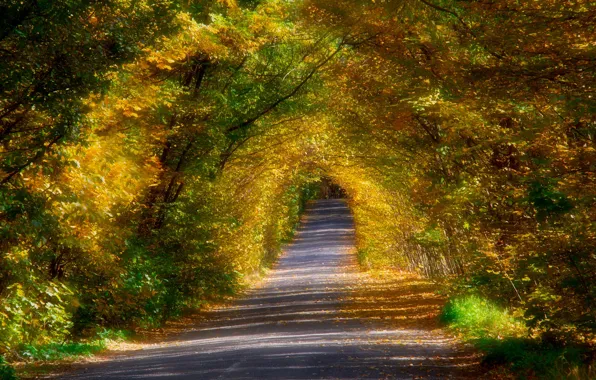 Дорога, осень, листья, деревья, ветки