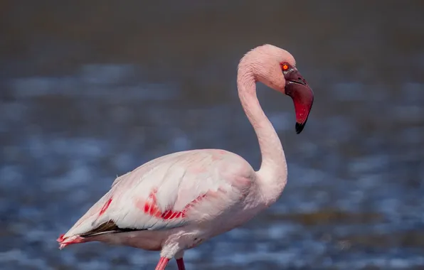 Картинка bird, water, background, blur, beak, flamingo, wildlife_
