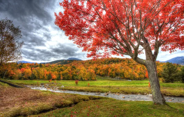 Forest, river, sky, trees, field, landscape, nature