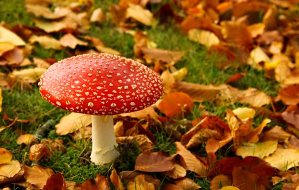 Картинка осень, листья, гриб, мухомор