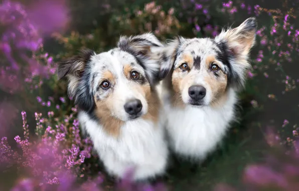Картинка собаки, лето, взгляд, цветы, природа, поза, фон, поляна