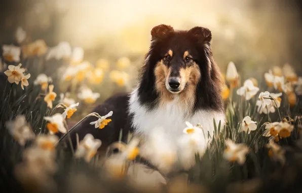 Картинка взгляд, морда, цветы, собака, нарциссы, Колли, Шотландская овчарка
