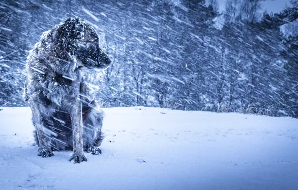Картинка зима, фон, собака, вьюга