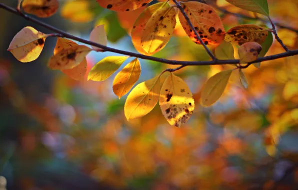 Осень, листья, дерево, ветка, желтые