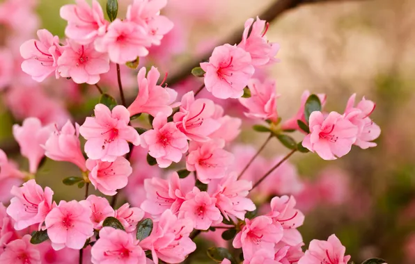Картинка цветы, весна, лепестки, розовые