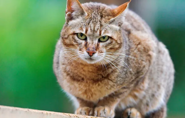 Картинка взгляд, дикая кошка, wildcat