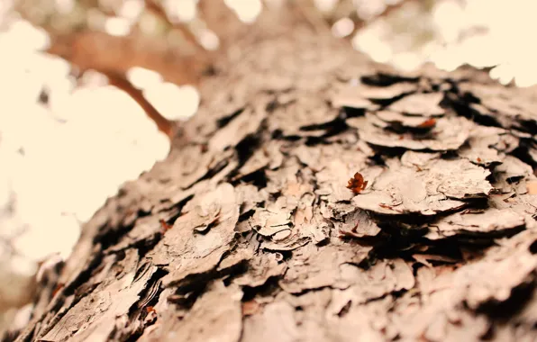 Осень, макро, природа, дерево, размытость, кора, wood, bark