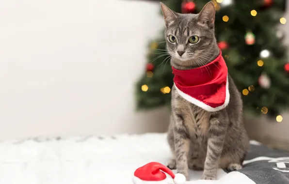 Кошка, кот, взгляд, морда, красный, огни, серый, фон