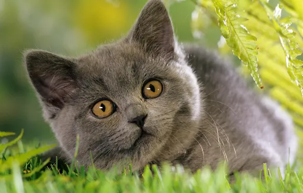 Картинка кошка, трава, серая