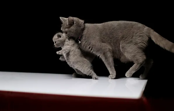 Кошка, кошки, котенок, черный фон, забота, мама, британские, тащит