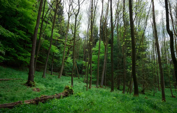 Зелень, трава, деревья, green, Лес, grass, forest, роща