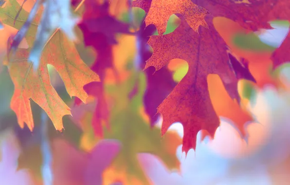 Картинка осень, макро, краски, листва