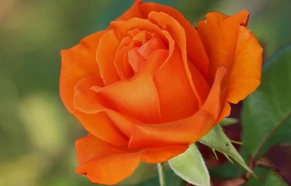 Макро, Orange rose, Оранжевая роза