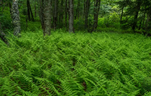 Картинка лес, деревья, природа, папоротники, USA, США