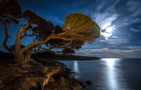 Картинка пляж, звезды, ночь, дерево, залив, лунный свет