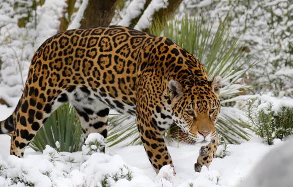 Картинка снег, хищник, ягуар