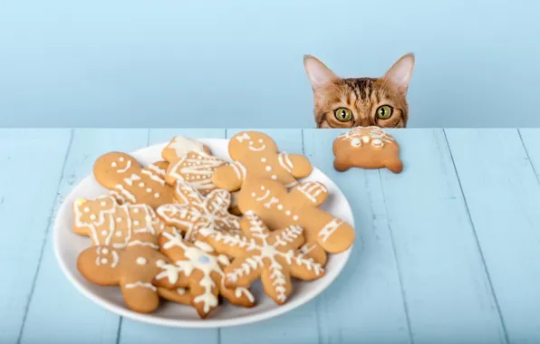 Кошка, кот, взгляд, поза, мордашка
