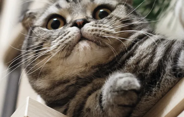 Кошка, кот, взгляд, поза, портрет, мордашка