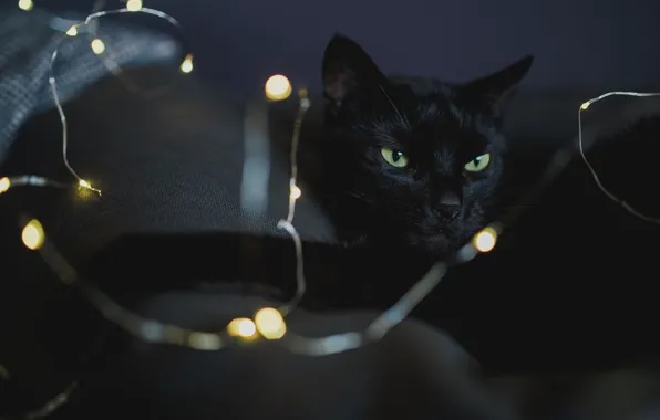 Кошка, кот, взгляд, поза, темный фон, провода, черный, лапа