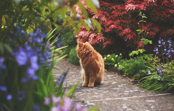 Кошка, кот, растения, рыжий