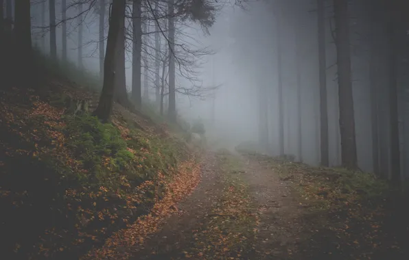 Дорога, лес, деревья, природа, туман