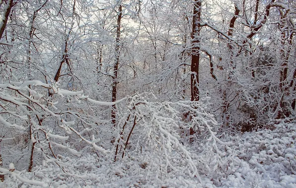 Зима, иней, лес, снег, деревья