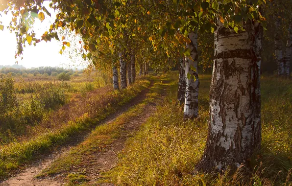Картинка дорога, поле, осень, деревья, березы